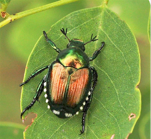 Popillia japonica: informazioni per i cittadini dei comuni ricadenti in zona infestata